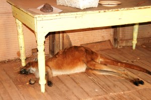Dead kanga