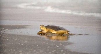 offield_page_21-1[1]