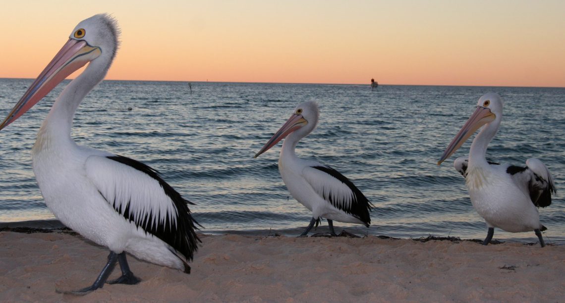 pelicansx3 pelicansx3