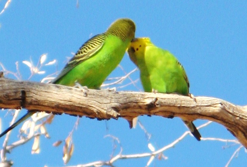budgies2