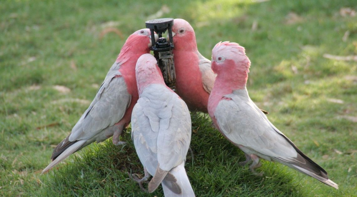 galahs