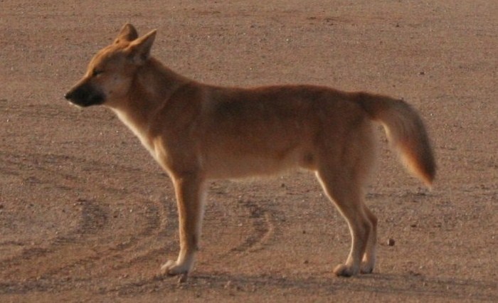 dingo