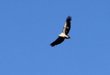 Osprey