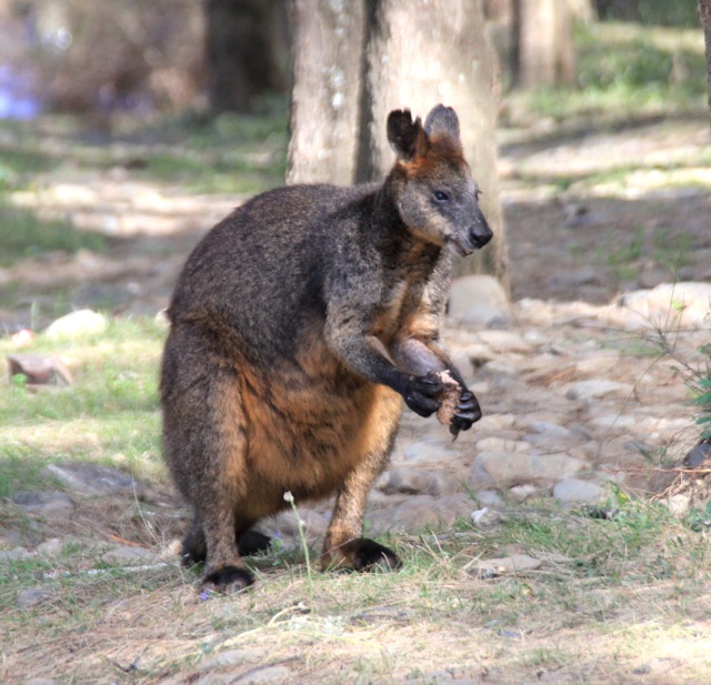Wallaby red-neck
